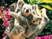 koala s mládětem.jpg