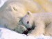 lední medvědi-matka s mládětem.jpg