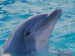 delfín 2.jpg